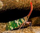 Renkli Ağustos böceği